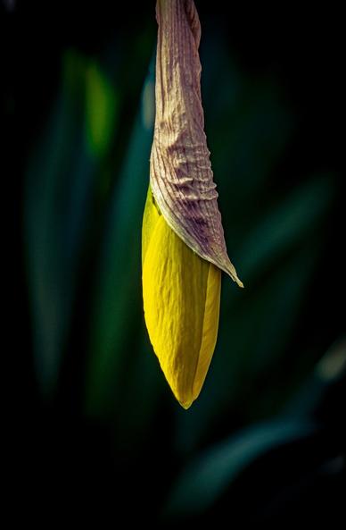 The image shows a close-up of a yellow flower bud, likely a daffodil, with a papery outer layer partially covering it. The background is blurred, highlighting the bud.