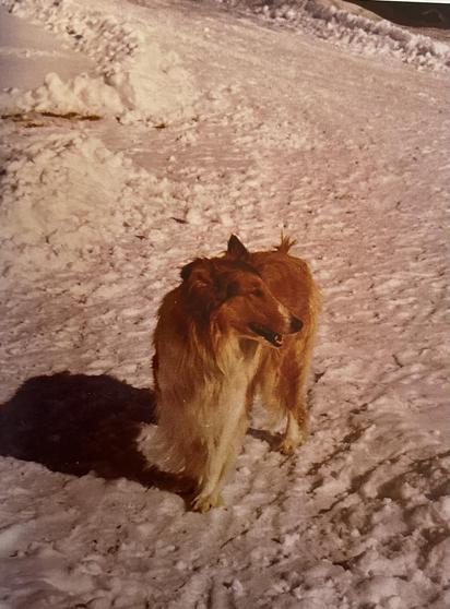 Kuvassa on collie Siri lumisella pihalla