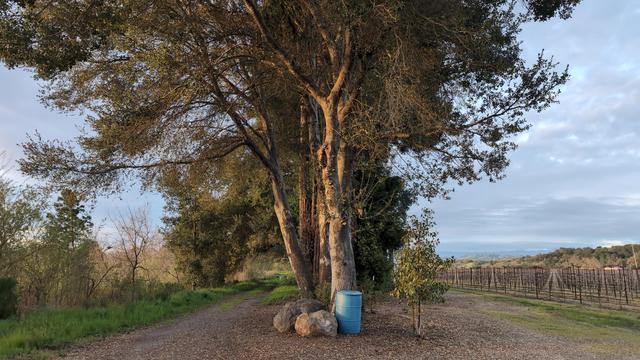 Trees alighned along a property line, with a path along the left side, and the grape vineyard on the right side.