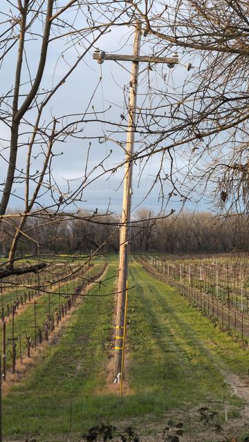 Power lines flanked by rows of grape vines on either side.
