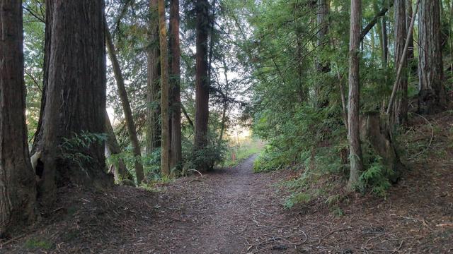 An inviting path extends through a grove of Pacific Coast Redwoods.
