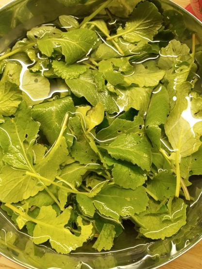 Photo pour un Grand jeu: faut trouver a qui appartiennent ces feuilles vertes d’un légume racine de saison qui ne sont habituellement pas consommées mais qui font merveilles sur une pizza avec de la roquette, en salade, ou… au parfait dans un velouté avec des pomme de terre et de l’oignon