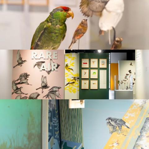 Three horizontal color photo strips of exhibit scenes. Top strip—close up of stuffed green and red parrot; middle strip—shows 3 exhibit looks—wall with pink background and graphic if black birds in flight with words Rare Air in white cut out letters, green wall with gold framed photos of birds and to left painting of yellow birds on yellow leaves: and bottom strip—digital display showing flying birds on mint green background and wall on right in pastel green, blue, yellows with illustration two birds of two birds watching screen