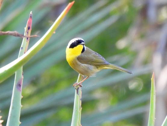 A small vibrant yellow bird perches gracefully on a branch, surrounded by green leaves in the background.