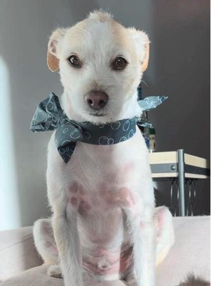 Small, short-haired white and light brown terrier-x, facing the camera seated with a turquoise foulard bow tie tilted to the side.