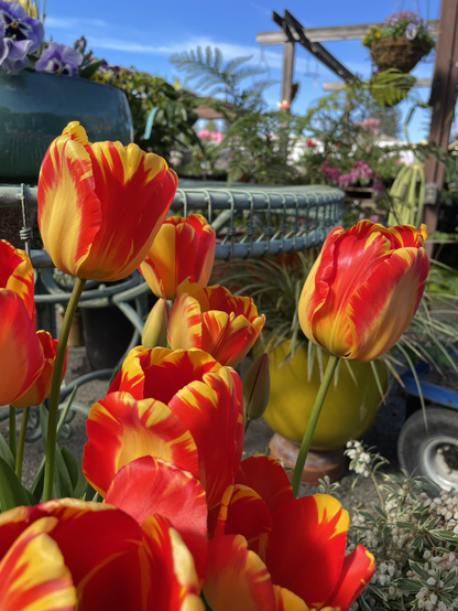 Big tulip blooms streaked in orange-red and golden yellow