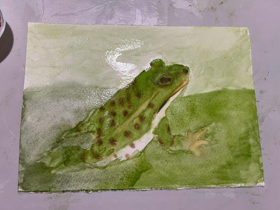 Frog in watercolor