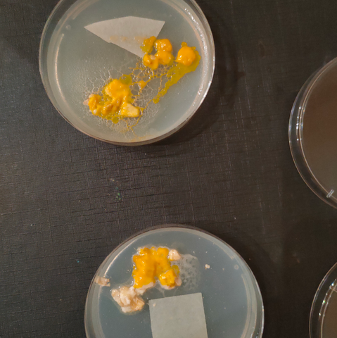 Top petri with a blob doing fine. Bottom petri with more oats than blob.