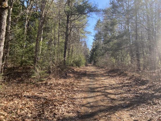 A dirt trail in New England woods. It's early spring and most trees and flowers haven't started their growth. Evergreen trees on the right hand side provide some green color, the trees on the left side are all grey bark, and the path is first and brown, dead leaves.