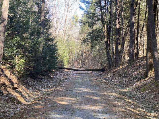 A path in New England woods with a downed tree crossing it, slightly suspended above the path by the height of the embankment on each side. The middle of the tree has the bark worn off where there appears to have been foot or other traffic crossing over it.