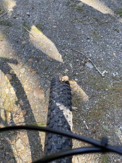 A picture of the gravely ground out of focus. In focus is a wide bicycle tire that has a small pinecone embedded in the tread.
