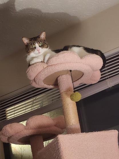 A brown and white cat with green eyes laying atop a pink and green bed on a cat tower looking down at the camera