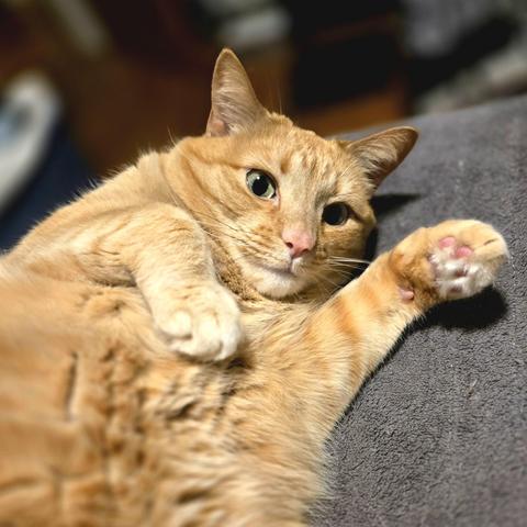 A ginger tabby cat lounges on a soft, dark gray blanket with its belly exposed and one paw stretched forward, showing off its pink toe beans. The cat gazes directly at the camera with wide green eyes, looking relaxed yet slightly curious.