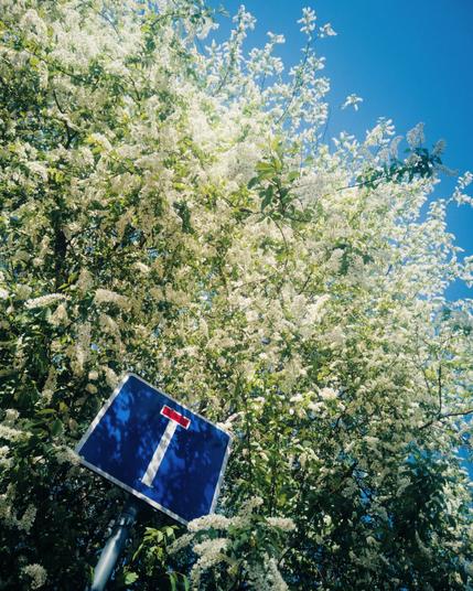 Blossoming hackberry tree and a traffic sign