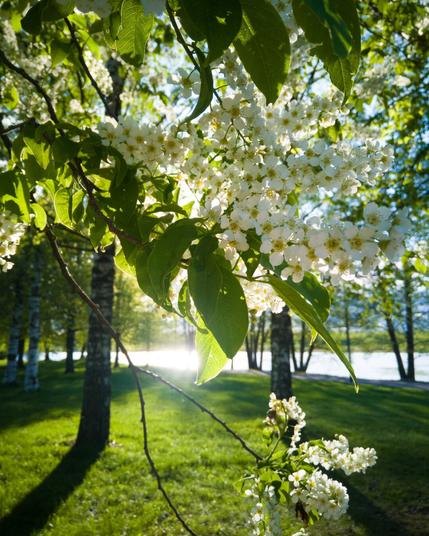 Blossoming hackberry tree in a park