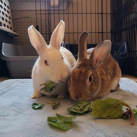 a white rabbit and a brown rabbit eating salad greens