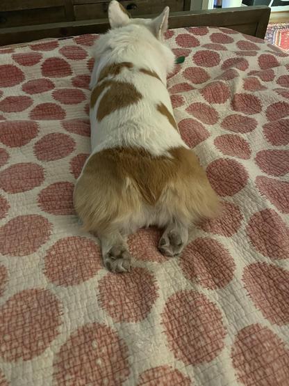 Looking at the back of a red & white Pembroke Welsh corgi laying on a white blanket with red dots; her back legs are both splooted