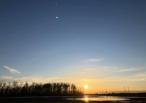 Sun about to set behind a farm field. A stand of trees and some flooding dotted with geese in the foreground. Brilliant blue sky.