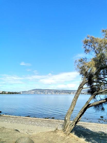 A view on a sunny autumn day past an old wind-swept tree across the Derwent River to the Tasman Bridge and Hobart city in the background.