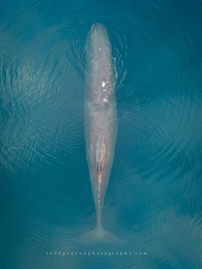 Drone shot of a Sperm whale in Prince William Sound near Valdez, Alaska. All alone, massive male around 60 ft. long.