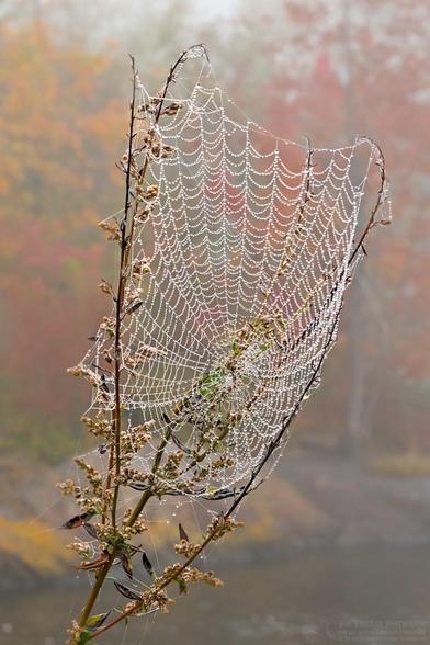 A color portrait photo of a dew covered cobweb in a fork of a shrub's branch. It is a spiral type web covered in dew drops. It looks very delicate. The out of focus background shows yellow fall foliage on the left and red fall foliage on the right.