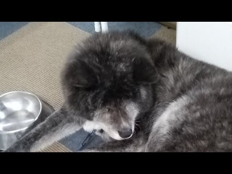 秋田犬会館配信！