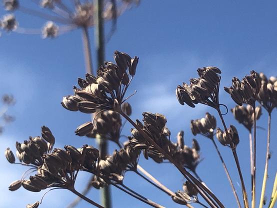 Fennel seeds in the sun.