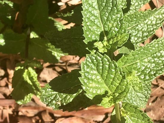 Mint in the sun.