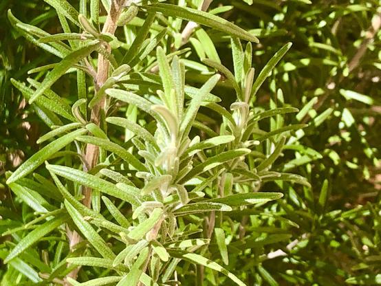 Rosemary in the sun.