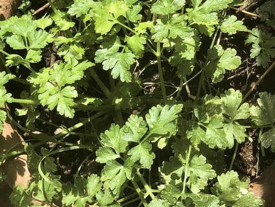 Parsley in the sun.