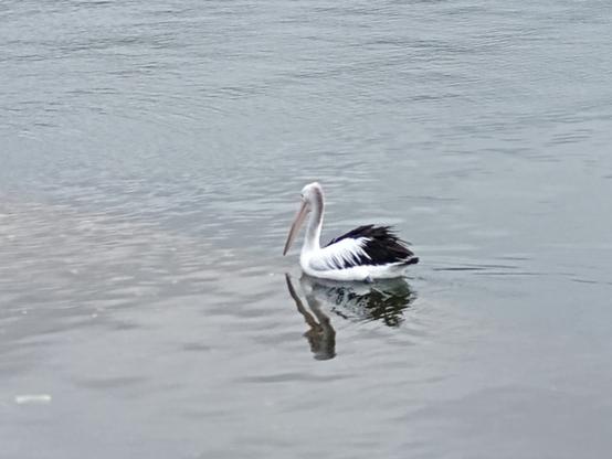 A pelican gliding over the water.