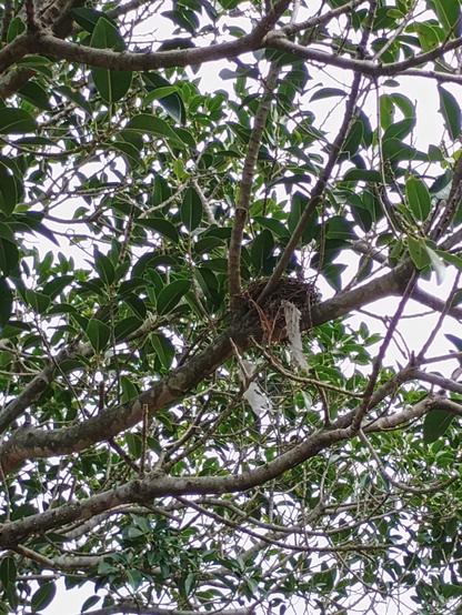 An empty nest in a young Moreton Bay Fig tree.