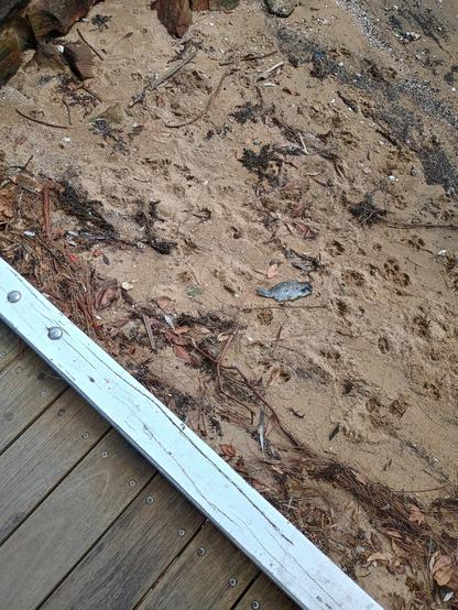 A silver fish lying lifeless on the sand of an Inner West beachfront.