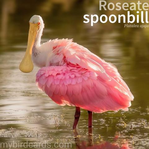 🌎 Roseate spoonbill (Platalea ajaja) 

The roseate spoonbill is a striking wading bird, easily identified by its vibrant pink plumage and distinctive spoon-shaped bill. Adults have a bare greenish head, and their pink colouration comes from their diet. They inhabit shallow fresh and coastal waters, ranging from the southeastern U.S. to central Argentina. They feed by sweeping their bills side-to-side in the water, catching small fish, crustaceans, and insects. Often seen in groups, they are social birds. No subspecies are recognised.

Conservation status: Least Concern (IUCN 3.1)

📷: Photo by jim5511 via Pixabay 

BRPU