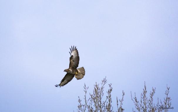Une buse variable en plein vol, les ailes largement déployées, sur fond de ciel grisâtre. On aperçoit la cime de deux arbres en bas à droite de la photo.