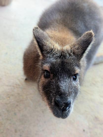 A close-up, high-angle shot shows the head and upper body of a small wallaby against a pale, slightly textured ground. The wallaby faces the camera directly. It has soft, grey-brown fur, with lighter brown patches around its ears and shoulders, and a darker grey muzzle. Its large, pointed ears are upright and alert. The wallaby's eyes are dark and shiny, and its nose is a prominent, textured black. The overall impression is one of gentle curiosity.