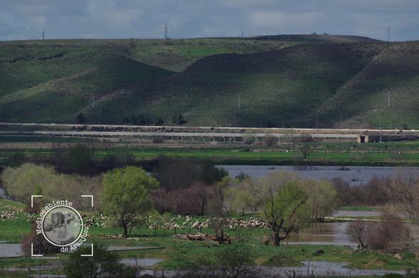 ovejas pastando en la crecida del río Jarama