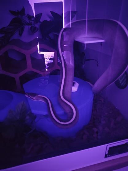 snaeek