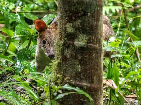 Against the bright green rainforest leaves, the pademelon peers put from behind a lichen spotted trunk, one eye on the camera.