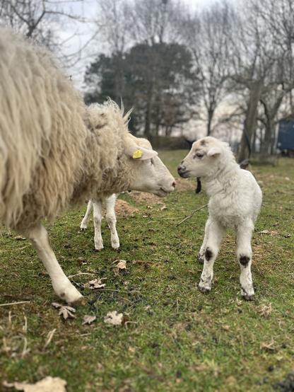 Ein weißes Schaf mit einem weißen Lamm auf einer Weide