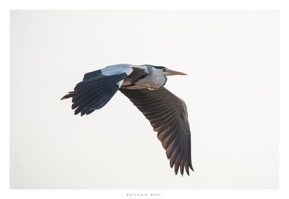 A Gray Heron in graceful flight, wings fully extended and neck slightly curved, soaring against a bright, warm sky.
