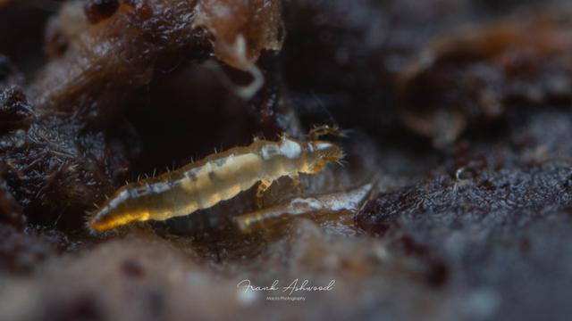 A photograph of a proturan - a yellowish, six-legged invertebrate with a conical head lacking eyes.