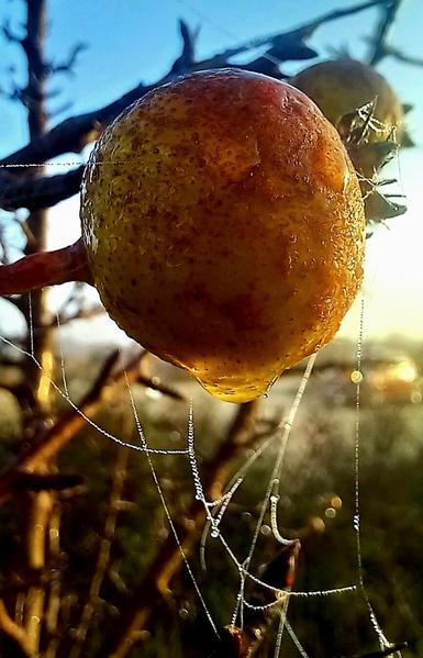 Close-up of an Iberian wild pear hanging from a branch, covered in morning dew. A golden droplet clings to the bottom of the fruit, with fine spiderweb threads shimmering in the sunlight, also touched by drops of water.
