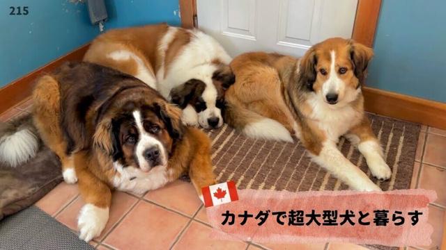 セントバーナードのボウまた悪戯をして叱られる【超大型犬3頭とカナダで田舎暮らし・海外生活】