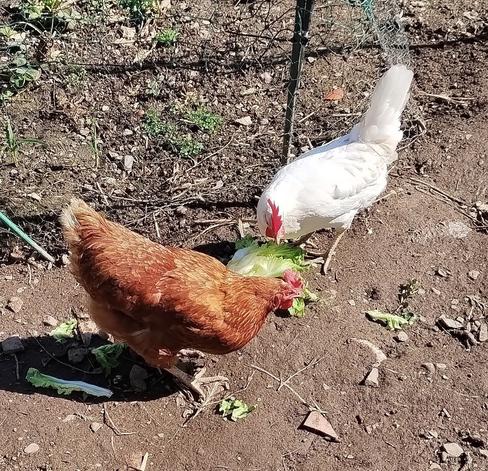 Brown ( named 'Hibiscus' ) and white ( named 'Jasmine' ) chicken eating 'free' salat.