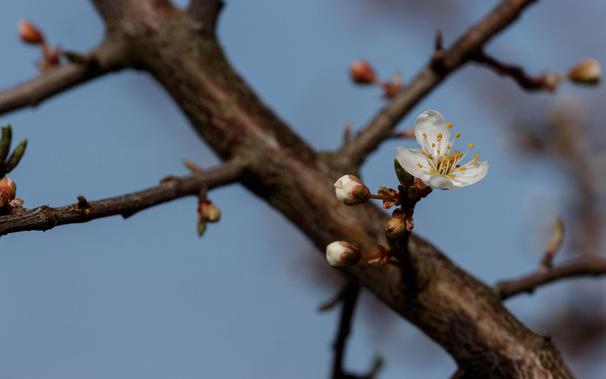 A cherry blossom of a cherry plum (Prunus cerasifera) with a few buds next to it.