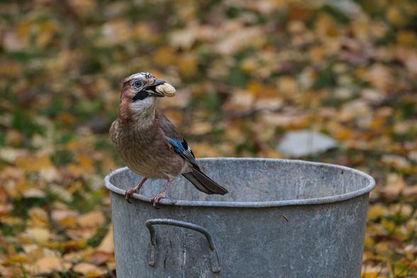 A jay on the edge of a metal bucket, with a peanut in its beak