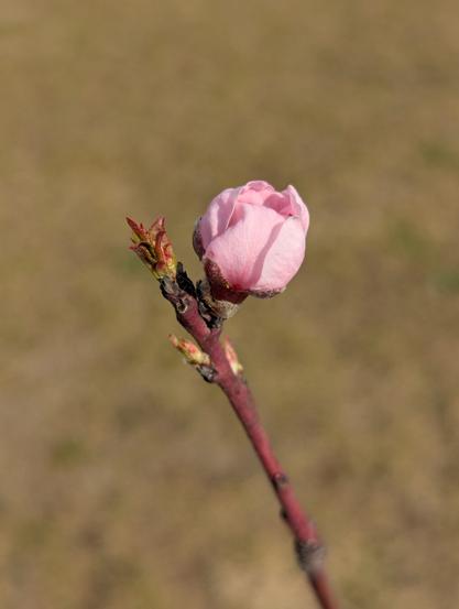 A close-up shot shows a single, delicate peach blossom bud on a twig, set against a blurred, light brown background. The bud is a soft, pale pink, with tightly closed petals hinting at the flower yet to bloom. It is positioned towards the upper centre of the frame, drawing the viewer's eye with its gentle colour.
The twig is slender and a reddish-brown hue, showing a few smaller, unopened buds and tiny, emerging green leaves. The texture of the twig appears slightly rough. The background is out of focus, suggesting a natural outdoor setting, possibly soil or dry grass. The lighting is soft and natural, illuminating the bud and twig without harsh shadows. The overall impression is one of springtime and the anticipation of new growth.
