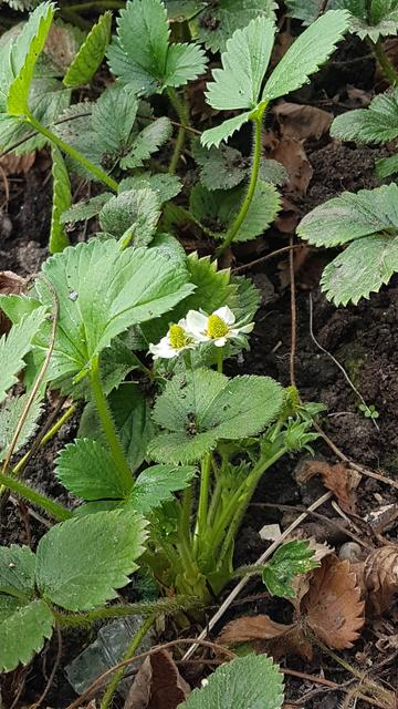 Strawberry flowers