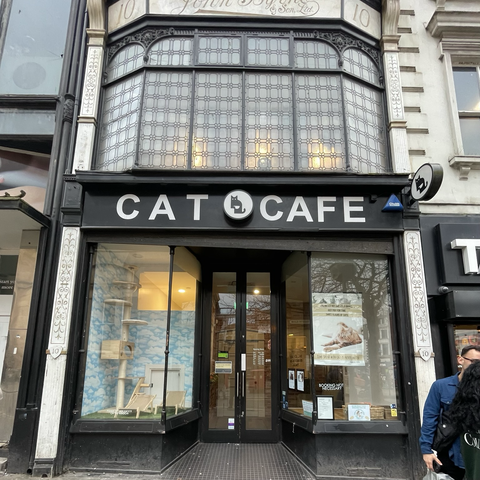 Cat cafe